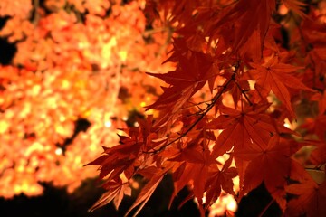 真っ赤な紅葉
