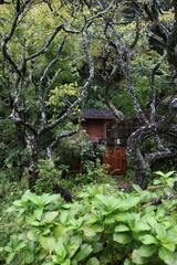 緑に囲まれた古い小屋