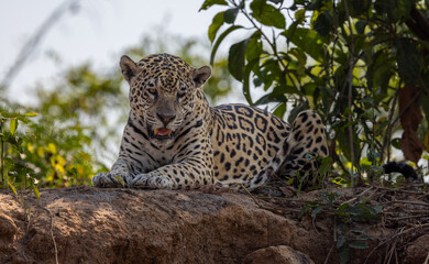 Jaguar resting on a tree in the Pantanal wetlands in Brazil