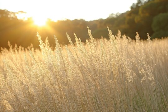 A sunlit field of tall grasses swaying gently in the breeze during golden hour.
