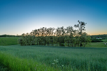 Widok