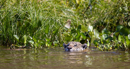 Jaguar with reflection swimming in the water hunting for hidden Caiman in the Pantanal wetlands in Brazil