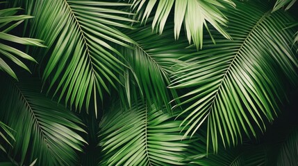 Obraz premium Tropical palm leaves background