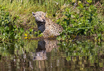 Jaguar with reflection being in the water hunting for hidden Caiman in the Pantanal wetlands in Brazil