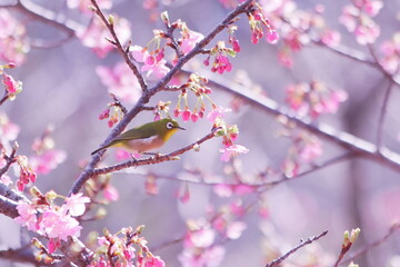 春の訪れを告げる桜とかわいいメジロ
