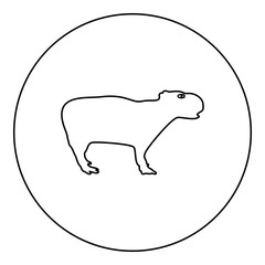Capybara icon in circle round black color vector illustration image outline contour line thin style