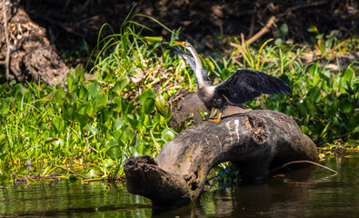 Anhinga or Darter or Snake Bird drying its wings on a  branch at the river of the Pantanal wetlands in Brazil