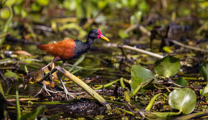 Adult Wattled Jacana looking for food in a swamp of the Pantanal in Brazil