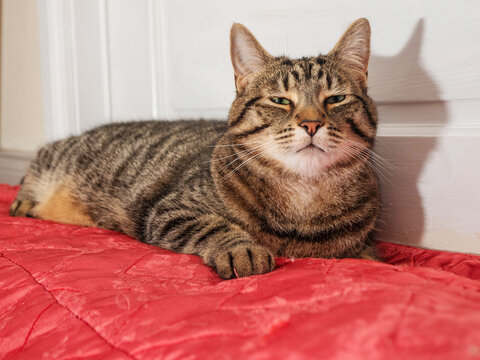 Cute imposing tabby cat laying on a red color pet couch. Relaxed life of a home pet concept. Eyes are half open and annoyed look on model face.