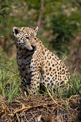 Jaguar observing the wetland hunting for hidden Caiman in the Pantanal wetlands in Brazil