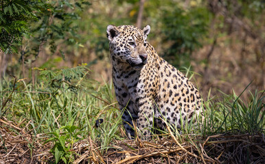 Jaguar observing the wetland hunting for hidden Caiman in the Pantanal wetlands in Brazil