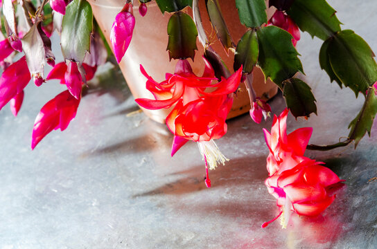 Blossoming Christmas Cactus (Schlumbergera) over  background