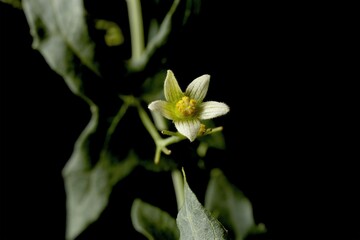 Fototapeta premium Close-Up of Bryonia alba Flower Against Dark Background, macro