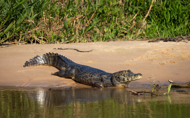 Wild Caiman with reflection in the Pantanal river in Brazil waiting for some prey