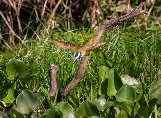 Elegant Great Kiskadee (Pitangus Sulphurous) swiping the water to catch a fish, in the Pantanal wetlands of Brazil