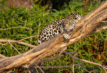 Jaguar resting on a dead tree on the river bank in the Pantanal wetlands in Brazil