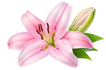 Naklejka premium Elegant Pink Lily Blossom Isolated on Bright White Background with Lush Green Leaves and Buds