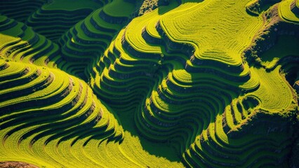 Aerial View of Lush Green Terraced Fields: Perfect for Wall Art, Landscape Photography, and Nature Enthusiasts