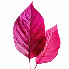 Two vibrant pink leaves, showcasing intricate vein patterns, stand out against a clean white backdrop