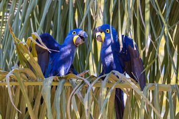 A wild pair of beautiful blue Hyacinth Macaw playing in a palm tree in the Pantanal of Brazil © Reto Ammann