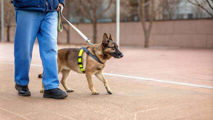 Guide dog accompanying its handler during a walk on a sunny day