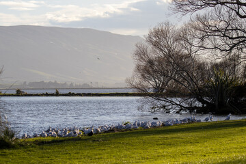 Seagulls over looking lake in the country with mountains in background, new zealand