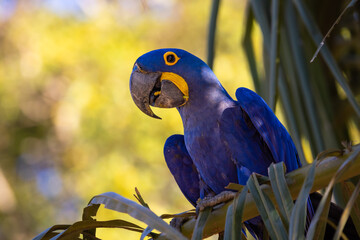 A wild and beautiful blue Hyacinth Macaw playing in a palm tree in the Pantanal of Brazil © Reto Ammann