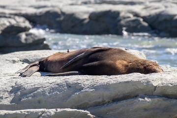 sea lion on the rocks in kaikoura, new zealand