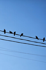 Black silhouettes of birds on the electric lines