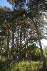 Loch Leven Heritage Trail - Bishop hill - Kinross - Perthshire - Scotland - UK