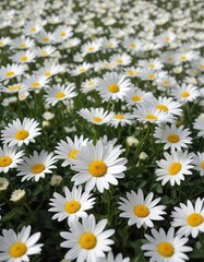 Fototapeta premium Single daisy basking in a sea of white flowers, vibrant petals, warm rays