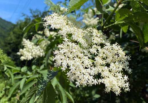The Elderberry (Sambucus nigra), Black elder, European elder, European black elderberry, der Schwarze Holunder, Schwarzer Flieder, Fliederbeeren, Bazga ili Zova