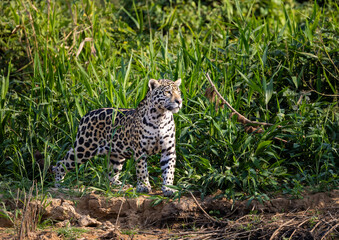 Jaguar observing the wetland hunting for hidden Caiman in the Pantanal wetlands in Brazil