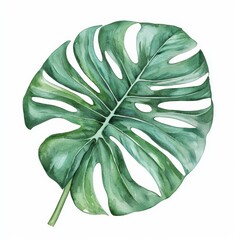 A vibrant green Monstera leaf with distinctive splits and holes, showcasing its lush texture and tropical beauty.
