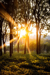 sun rays in the forest morning country china