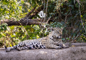 Jaguar resting at the river in the Pantanal wetlands in Brazil
