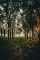 morning in the forest park trees