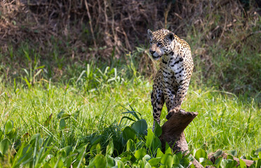 Jaguar observing the wetland hunting for hidden Caiman in the Pantanal wetlands in Brazil