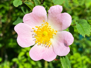 Obraz premium Dog rose (Rosa canina), Hundsrose, Hunds-Rose, Heckenrose, Heiderose, Hagrose, Rosier des chiens, Rosier des haies, pasja ruža, divlja ruža, obični šipak, šipak divji, šipkova ruža