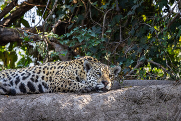 Jaguar resting at the river in the Pantanal wetlands in Brazil