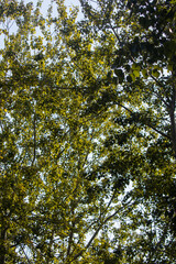 autumn leaves in the forest