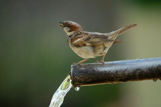 gorrion bebe agua en la fuente