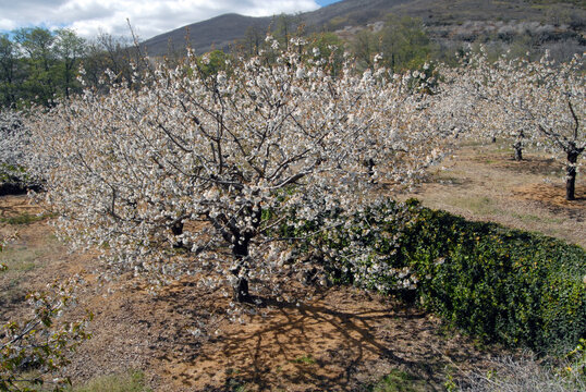 valle del Jerte y cerezos