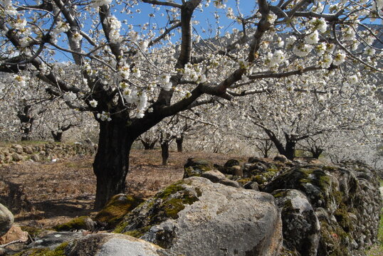 valle del Jerte y cerezos