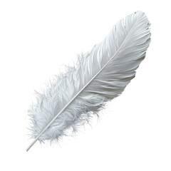 Fototapeta premium Delicate white feather action nature scene close-up content tranquil environment aesthetic viewpoint translate background concept