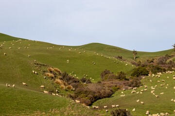 landscape with grass and mountains rural new zealand