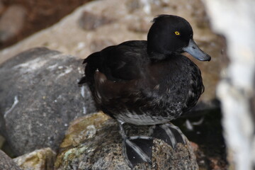 This is a tufted duck. The bird is a zoo animal.