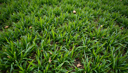 Obraz premium Textured grass background, detailed green grass with subtle dirt textures and faint groundhog paw prints, natural and cheerful. 