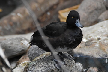 This is a tufted duck. The bird is a zoo animal.