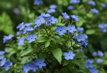 Fototapeta premium Small blue flowers on a shrub against a green background, nature photography, small blue flowers, symphyotrichum